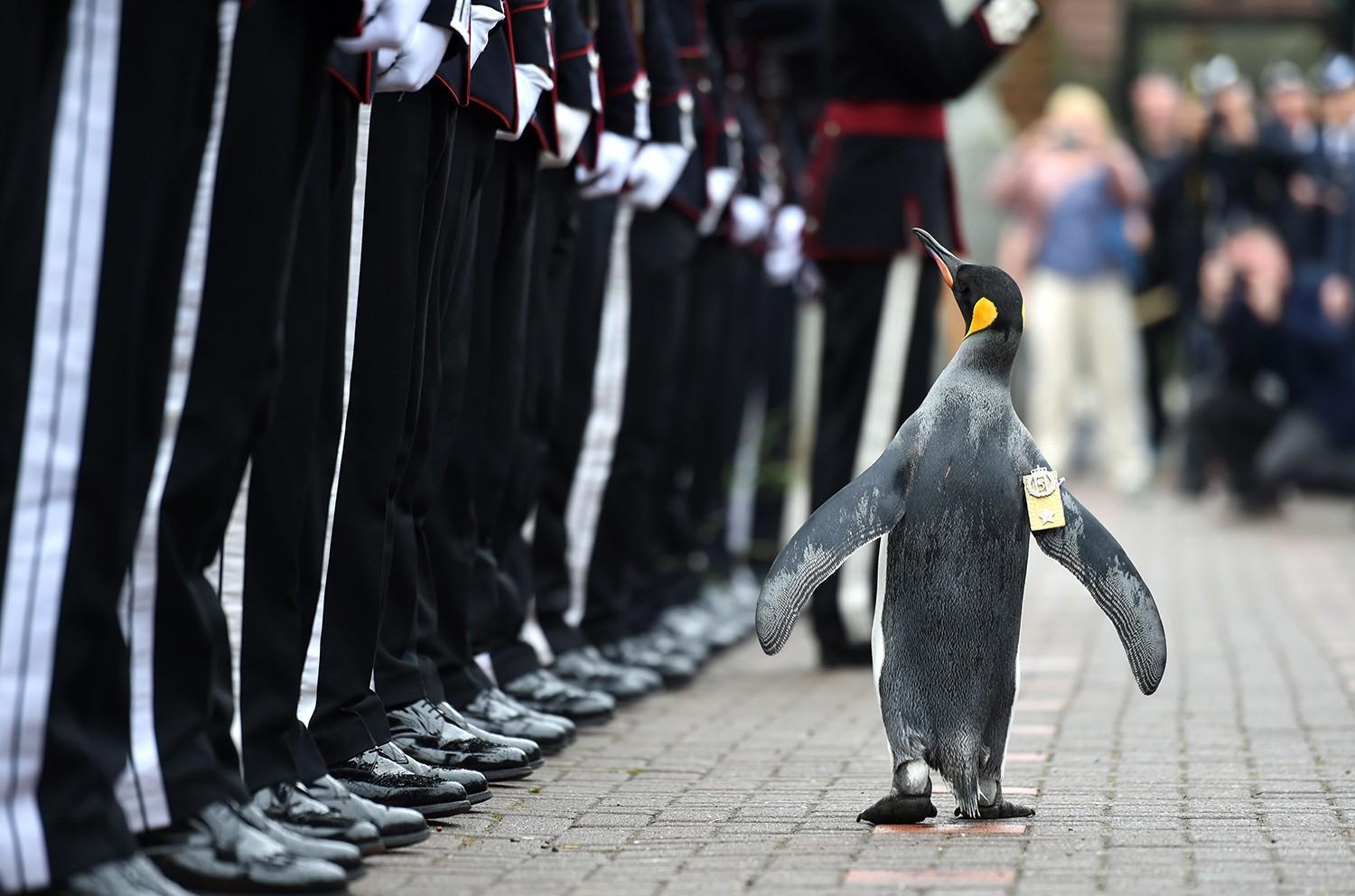 BRITAIN PENGUIN OFFBEAT