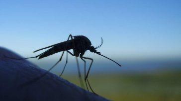 10 Невероятных фактов о комарах
