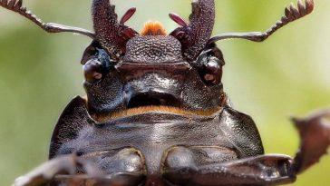 10 Увлекательных фактов о жуках