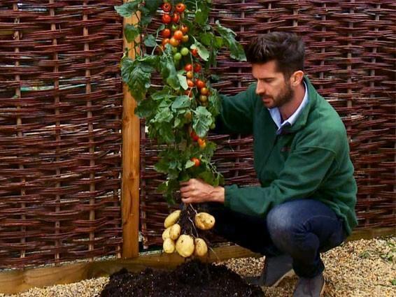 TomTato: растение, которое приносит как картофель, так и помидоры
