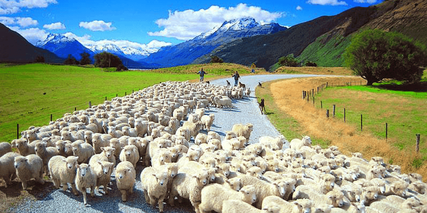 В Австралии развито овцеводство