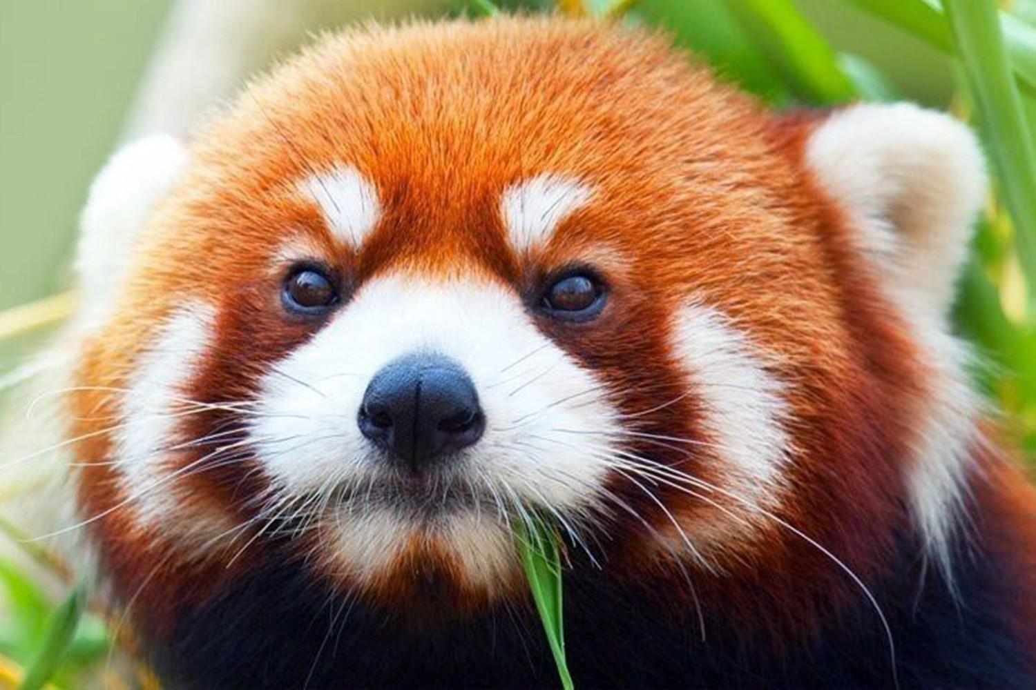 Какой зверь изображён на логотипе Firefox