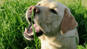 Почему собака ест траву?