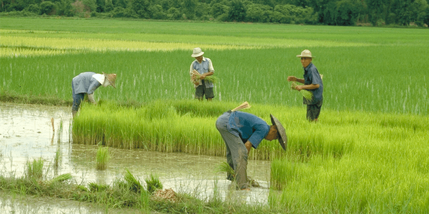 Плантации риса в Японии