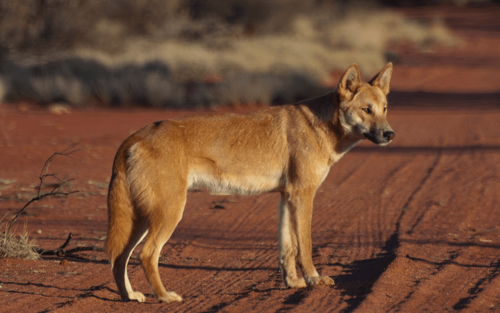 Где живет собака динго на каком. Собака Динго. Австралийский Динго. Дикая собака Динго. Дикая собака Динго в Австралии.