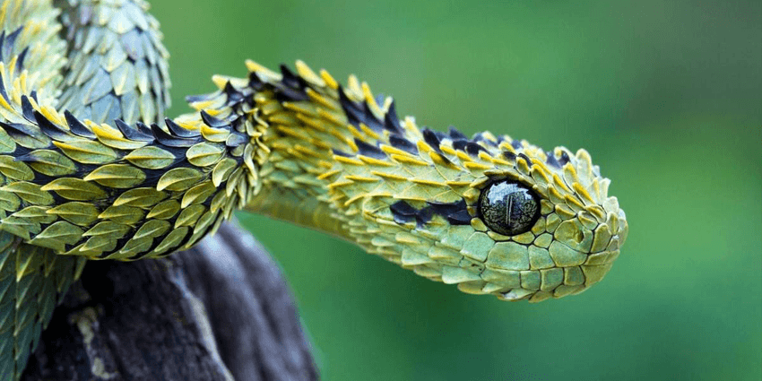 ТОП 10 необычных и удивительных змей