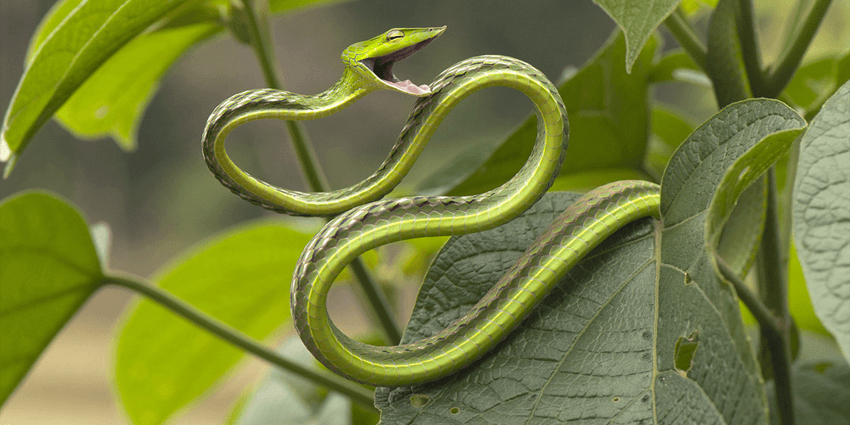 ТОП 10 необычных и удивительных змей