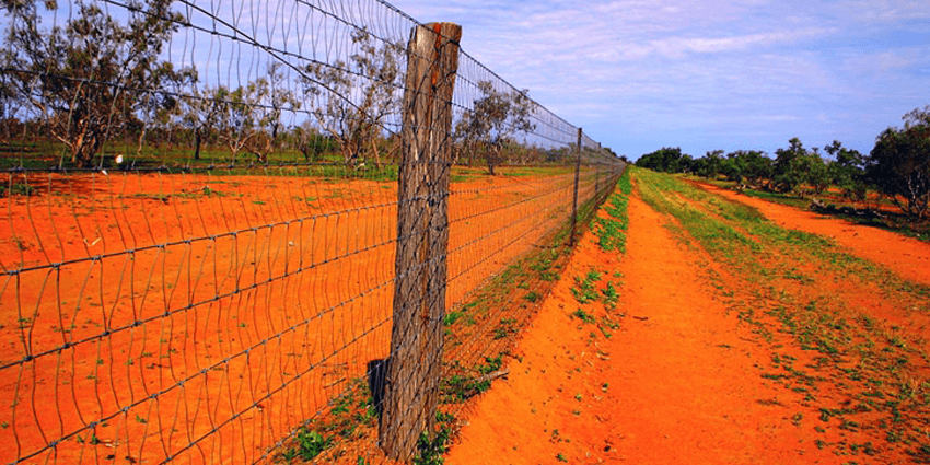 Забор Динго в Австралии