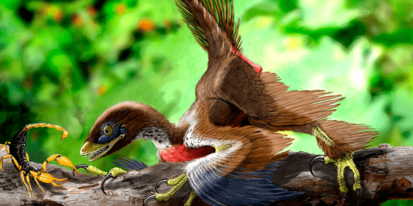 Микрораптор (лат. Microraptor)
