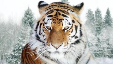 Величественный сибирский тигр