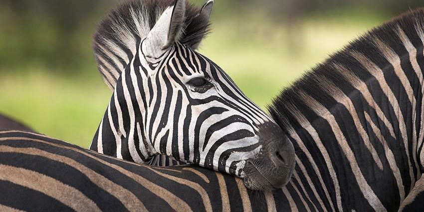 Черные или белые? Какой цвета зебры?