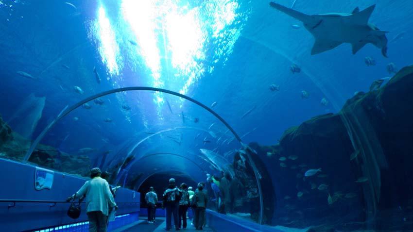 10 самых больших и экстремальных аквариумов в мире