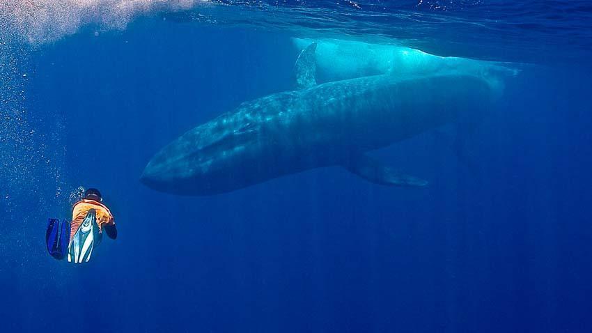 Синий кит. Крупнейшее млекопитающее на Земле