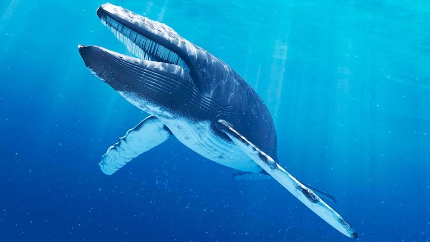 Синий кит. Крупнейшее млекопитающее на Земле