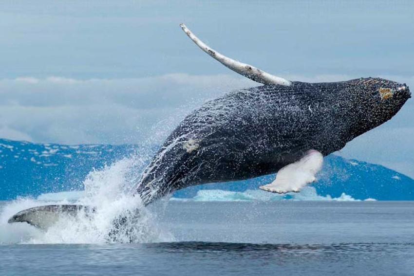 Топ 10 Самые большие киты на планете