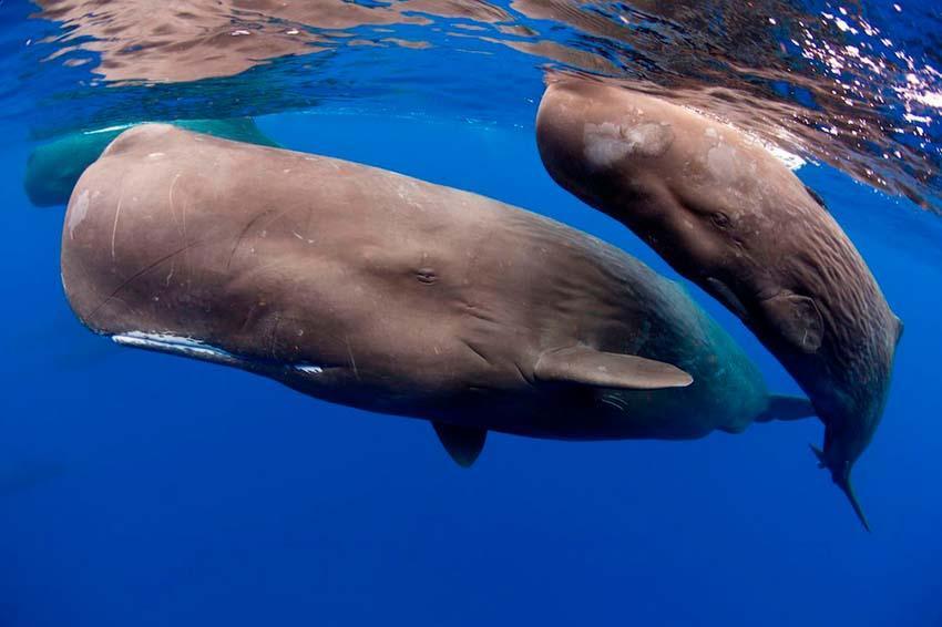 Топ 10 Самые большие киты на планете