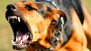 9 причин почему собаки лают