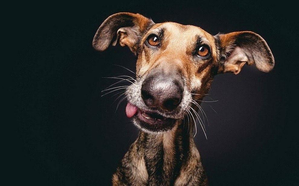 9 причин почему собаки лают