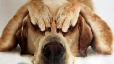 Почему собаки прячут хвост?