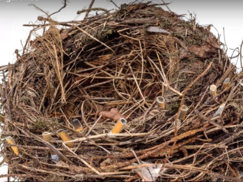 Зачем птицы приносят окурки в гнезда?