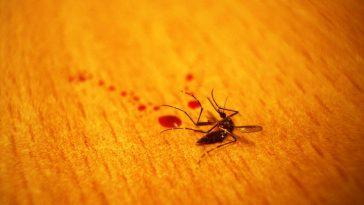5 способов. Как защититься от комаров?