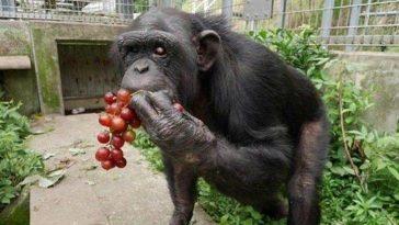 Второй раз в истории обнаружен Синдром Дауна у шимпанзе