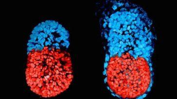 Выведен первый синтетический эмбрион из стволовой клетки