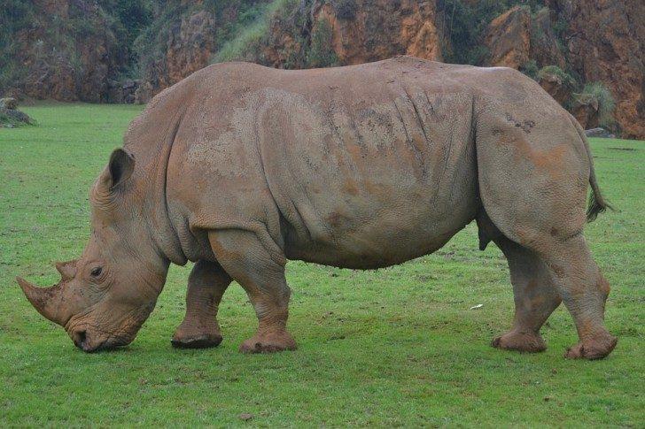 Законы Индии. Они убивают людей, чтобы защитить носорогов
