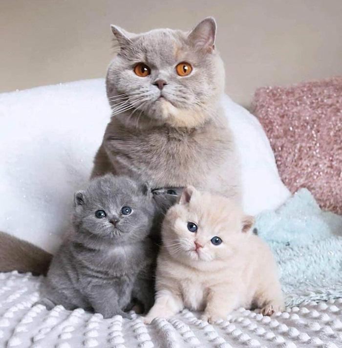 Семейство пушистых кошек
