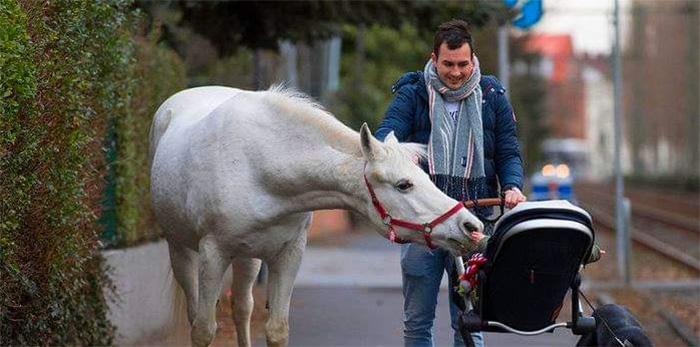 Каждое утро эта лошадь прогуливается по городу совсем одна, чтобы поприветствовать своих друзей-людей