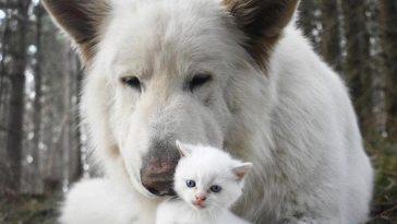 Белая немецкая овчарка и маленький котенок