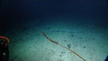 Редчайший длиннохвостый Мангольдский кальмар впервые попал на видео
