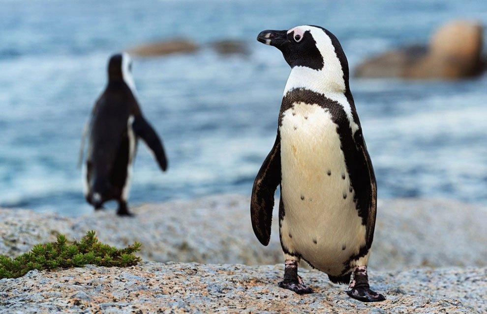 Очковый пингвин. Почему он может жить в Африке?