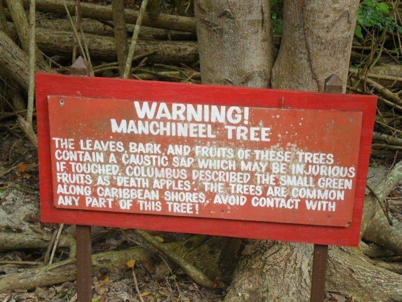 Манцинелловое дерево: "Дерево смерти" Самое ядовитое дерево в мире