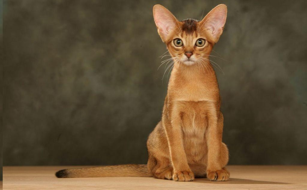 Абиссинская кошка - древнейшая порода мира