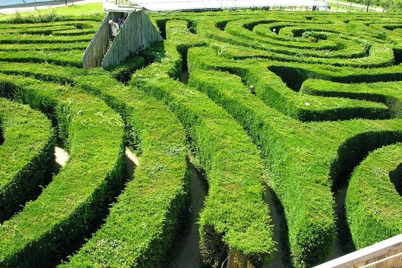 Лабиринт Лонглит Хэдж в Велиобритании. Самым большой в мире лабиринт из живых изгородей.