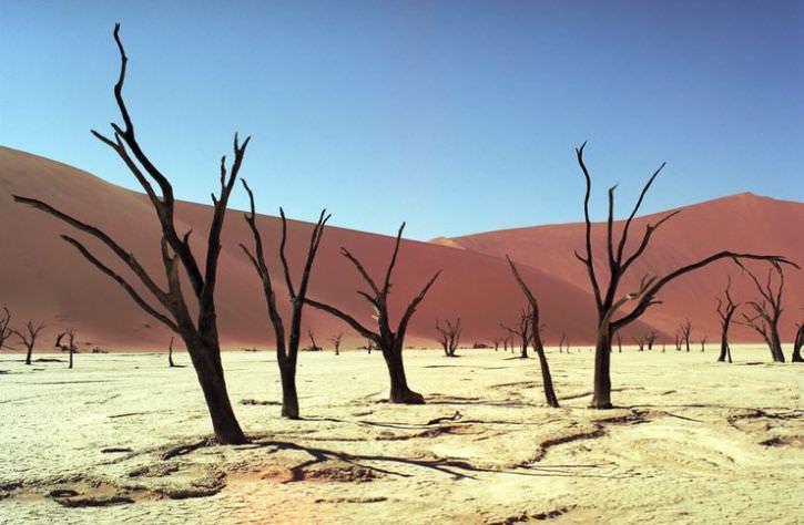 Дедвлей: мёртвое болото в Намибии
