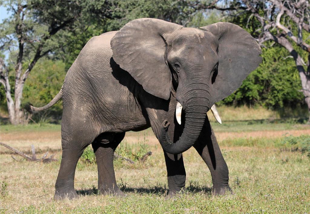 Африканский саванный слон. Описание