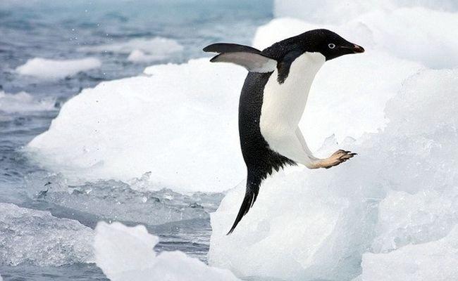 Пингвин Адели. Интересные факты