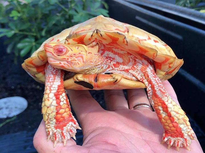 Потрясающая черепаха-альбинос.