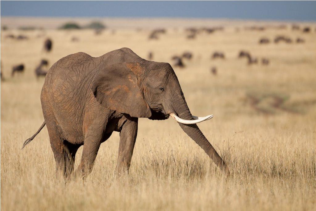 Африканский саванный слон. Описание