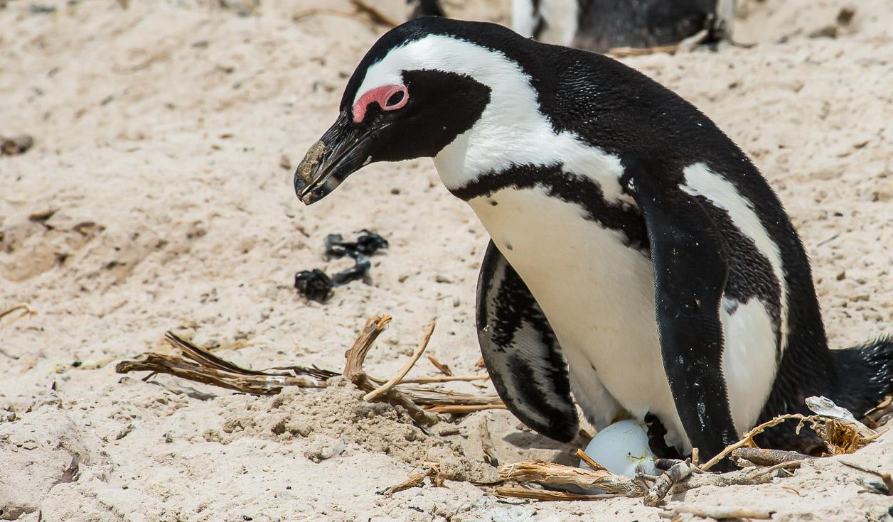 Очковый пингвин. Почему он может жить в Африке?
