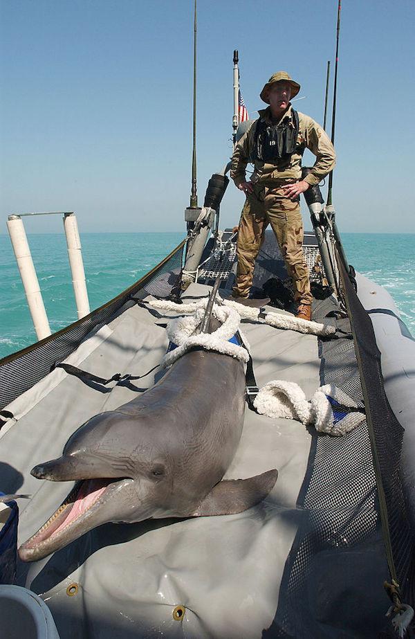 Боевые дельфины служат в нескольких армиях мира