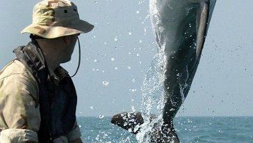 Боевые дельфины служат в нескольких армиях мира