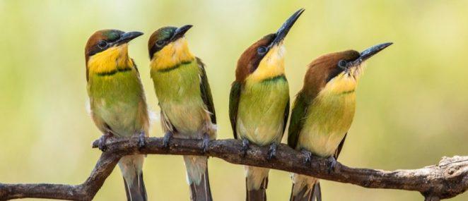 Как происходила эволюция птиц