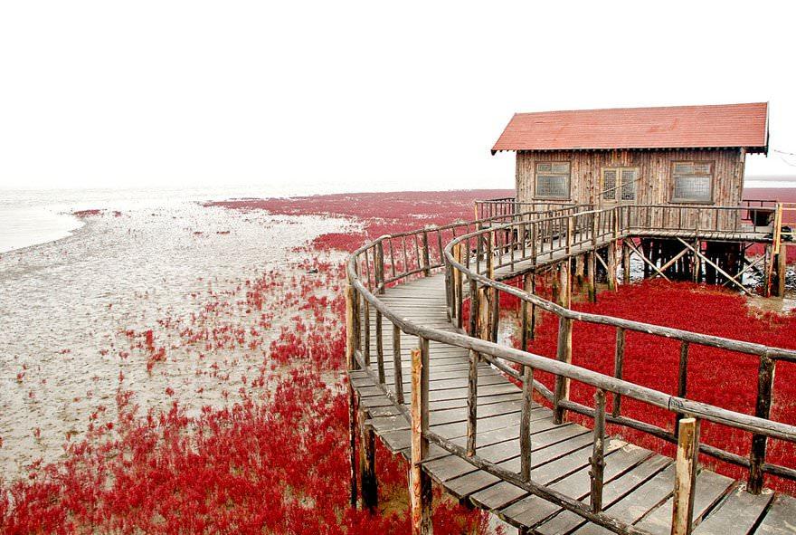 Красный пляж Паньцзинь, Китай