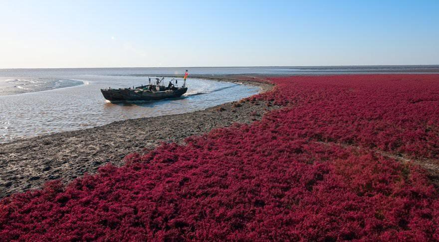 Красный пляж Паньцзинь, Китай