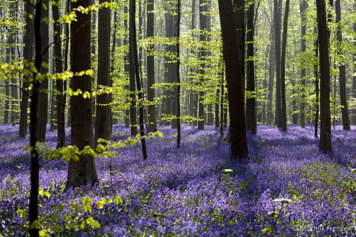 Невероятный синий лес Халлербос в Бельгии