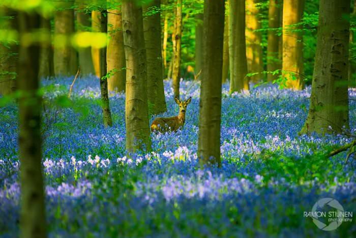 Невероятный синий лес Халлербос в Бельгии