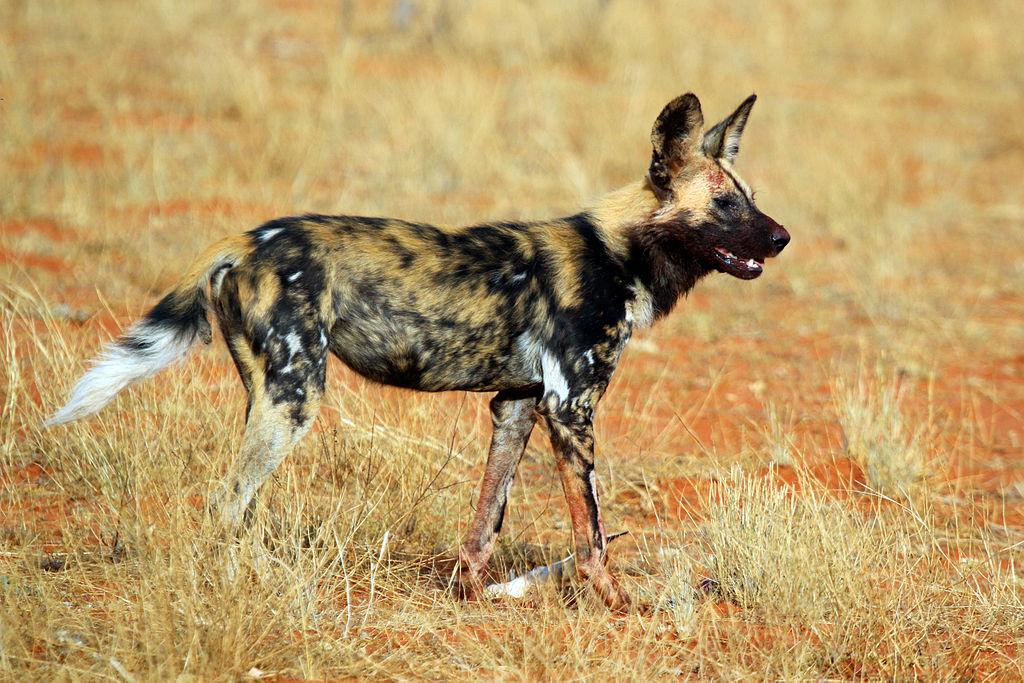 Африканская гиеновидная собака